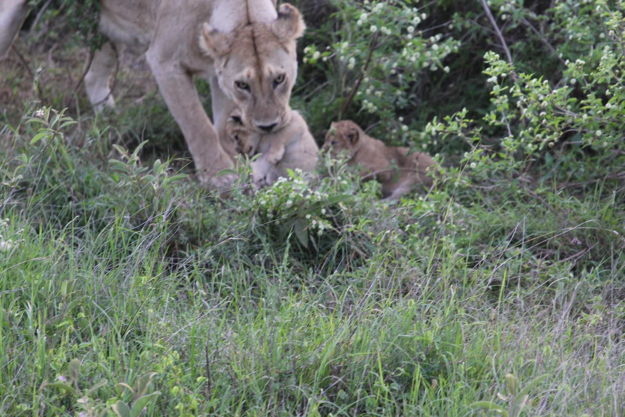 Lion with her cubs