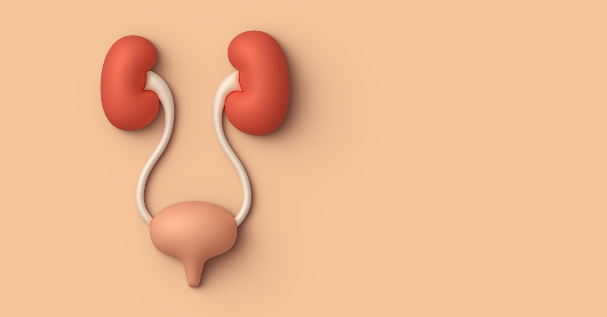 Illustration of Kidneys and Bladder